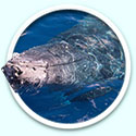Maui whale watch