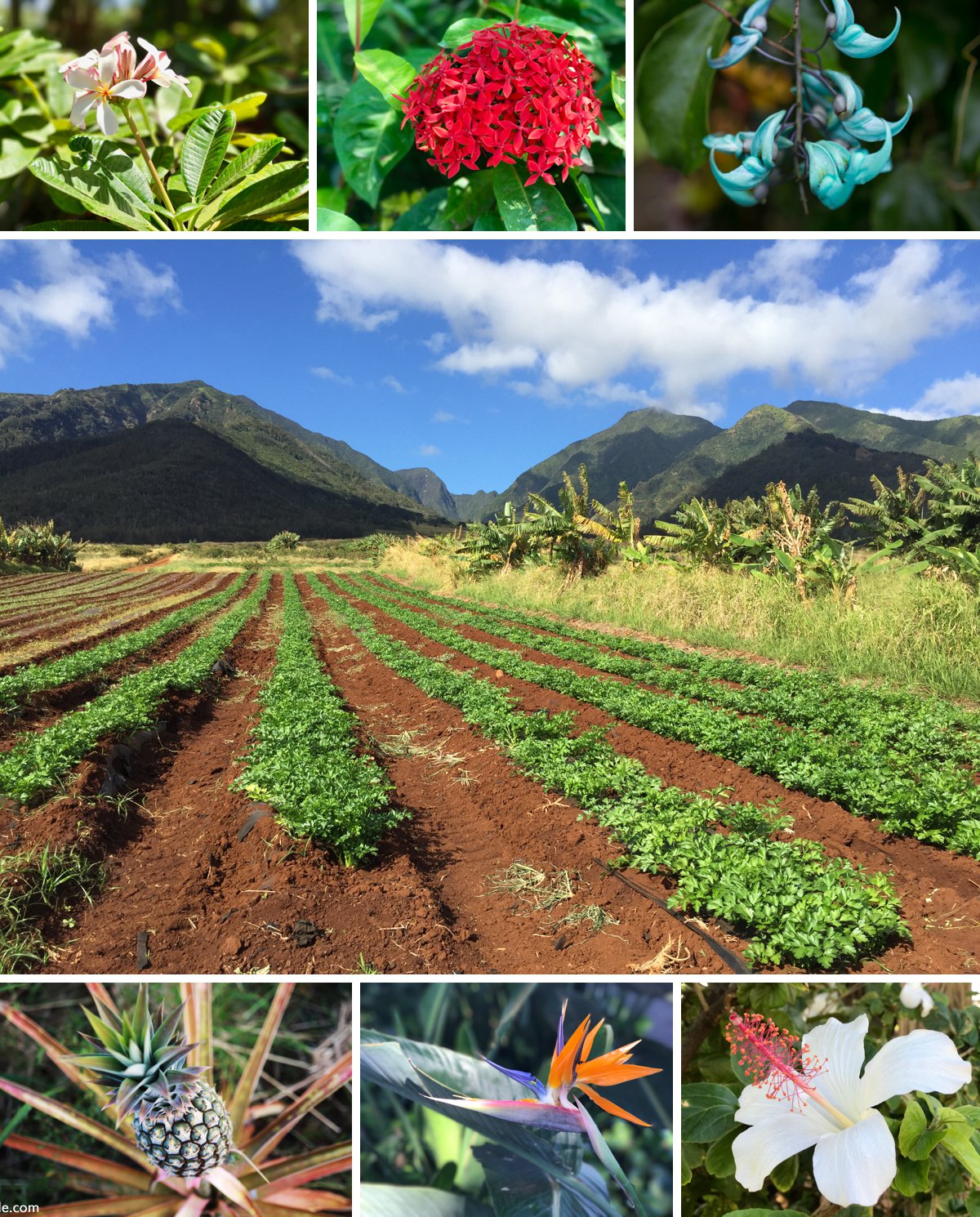 Maui Tropical Plantation