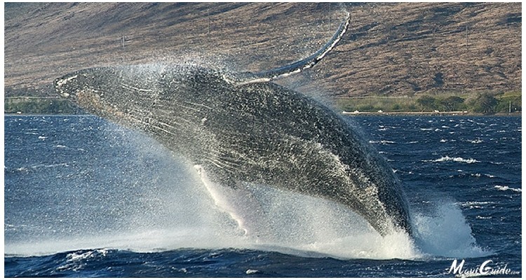 whale breeching