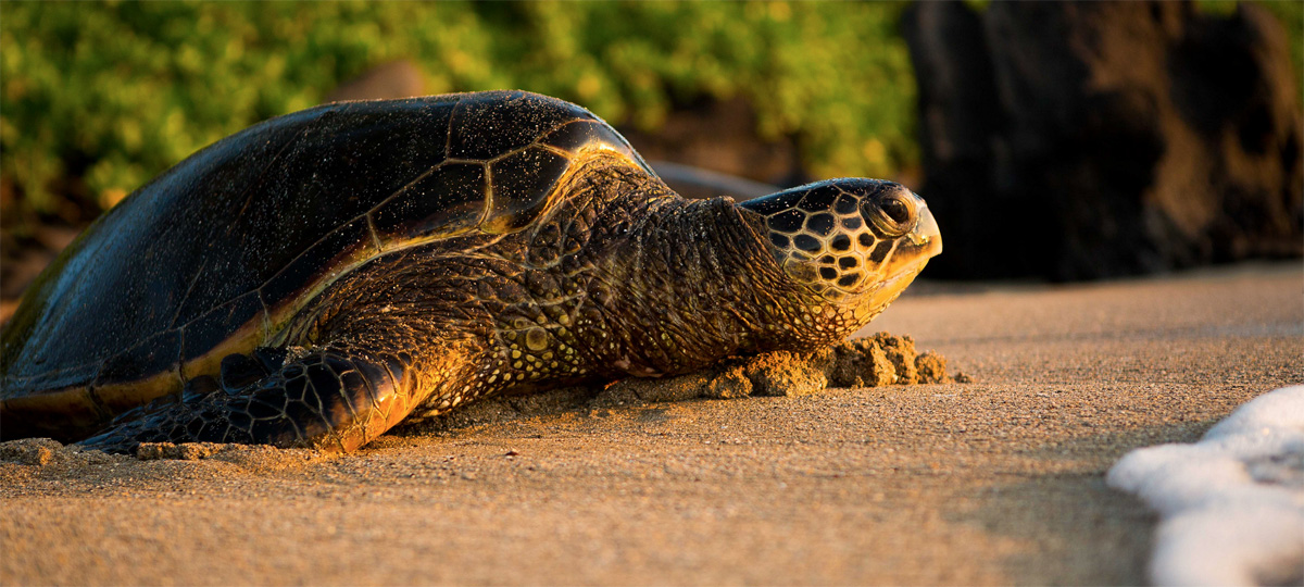 Maui Artist Bio: Blake Hill