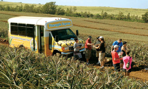 maui pineapple tours