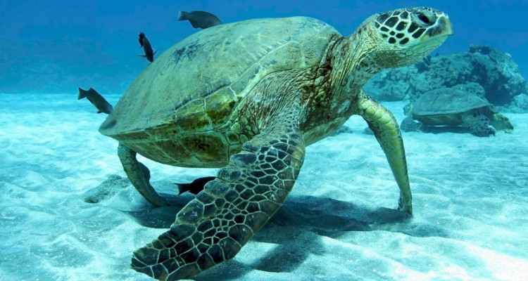 Maui snorkeling