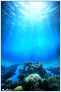 Molokini Scuba Diving