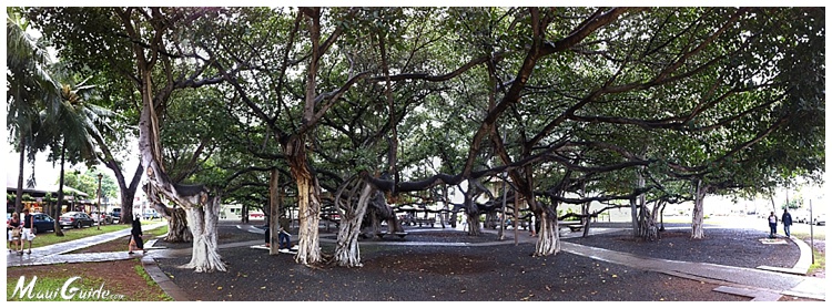 lahaina-banyan-tree