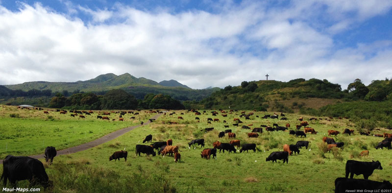 hana cows