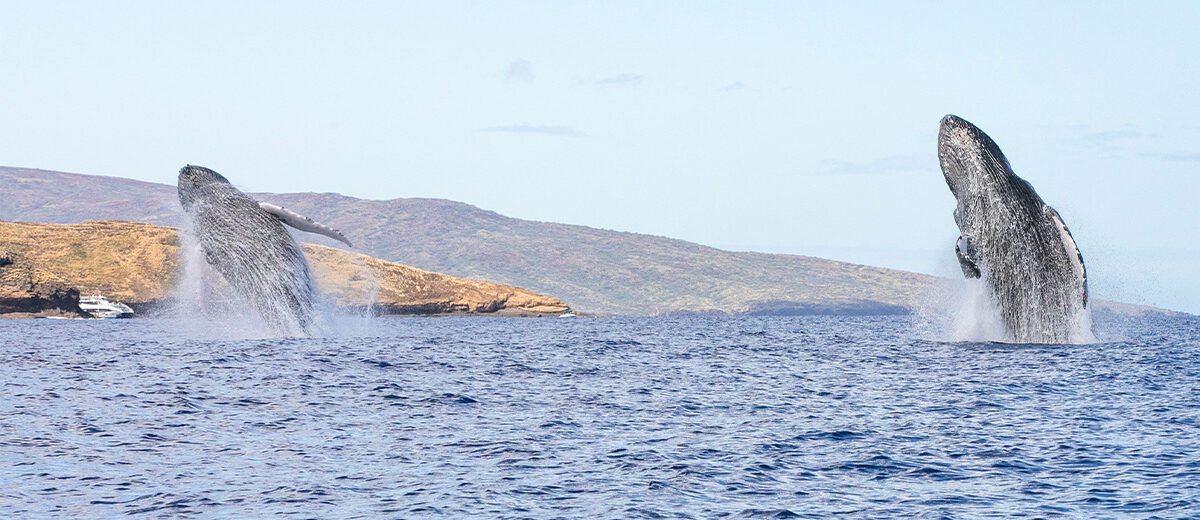 Humpback Whales Double Breech in Hawaii