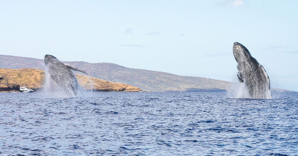 Humpback Whales Double Breech in Hawaii