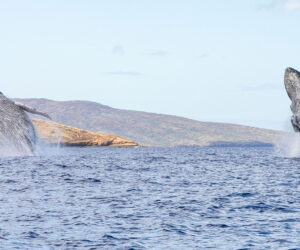 Humpback Whales Double Breech in Hawaii