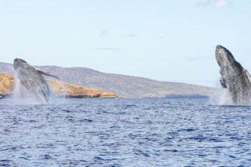 Humpback Whales Double Breech in Hawaii