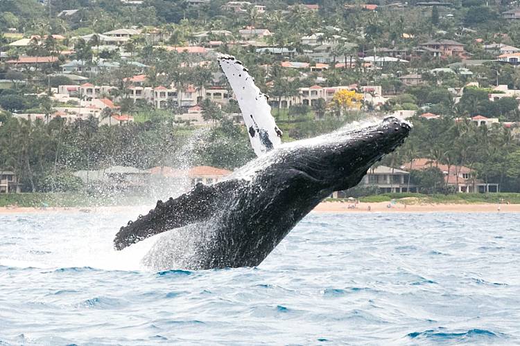 Humpback Whale Breech In Hawaii