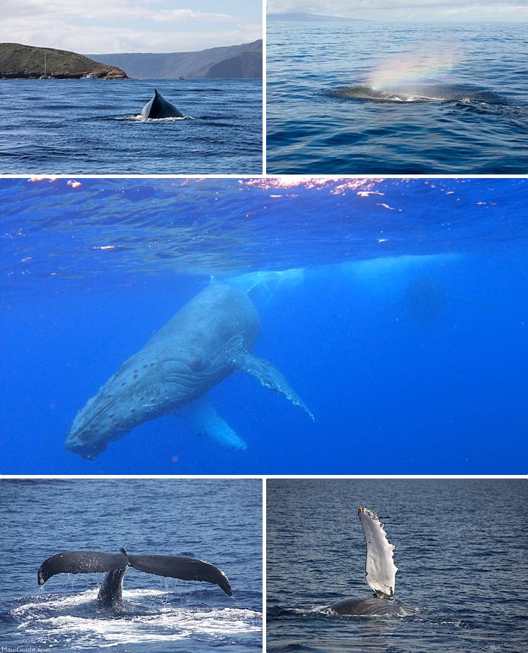 Humpback Whales in Hawaii Saying Aloha Til Next Season