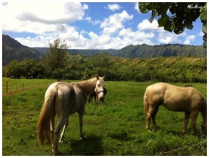 guide to kauai