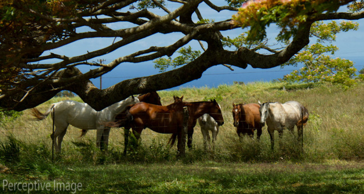 makawao-horses