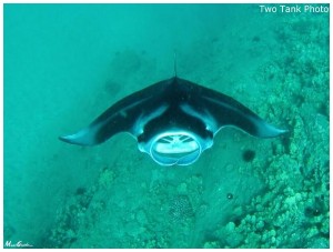 manta ray night dive hawaii dive site map