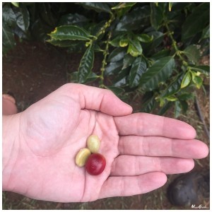 coffee tasting maui