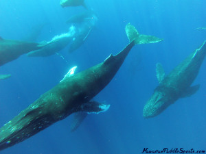 pod of whales