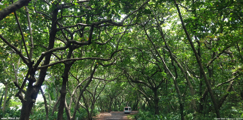 waianapanapa