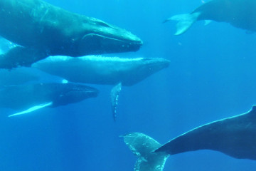 whales leaving Hawaii
