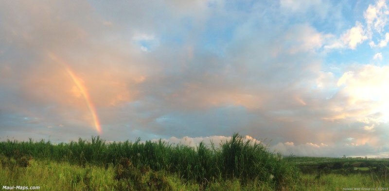 sugarcane and rainbow