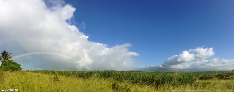 Maui rainbow