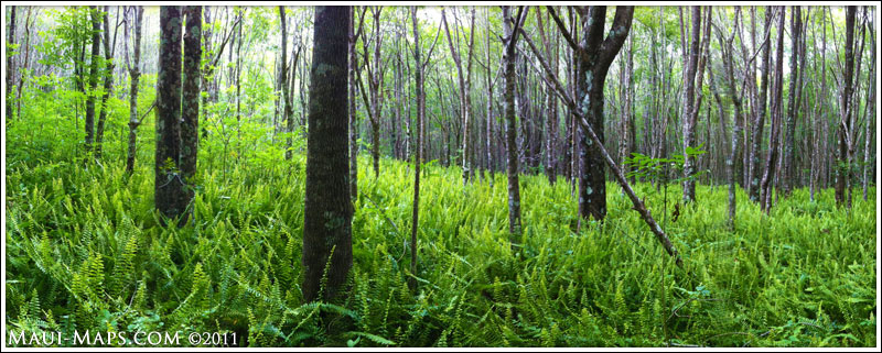 makawao forest