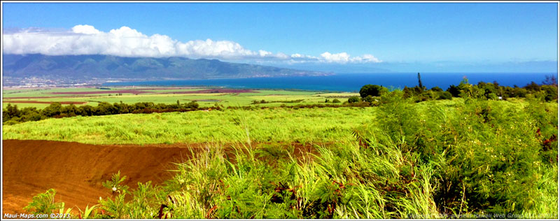 sugarcane above Paia