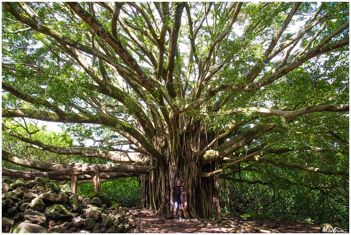 best guided tours maui