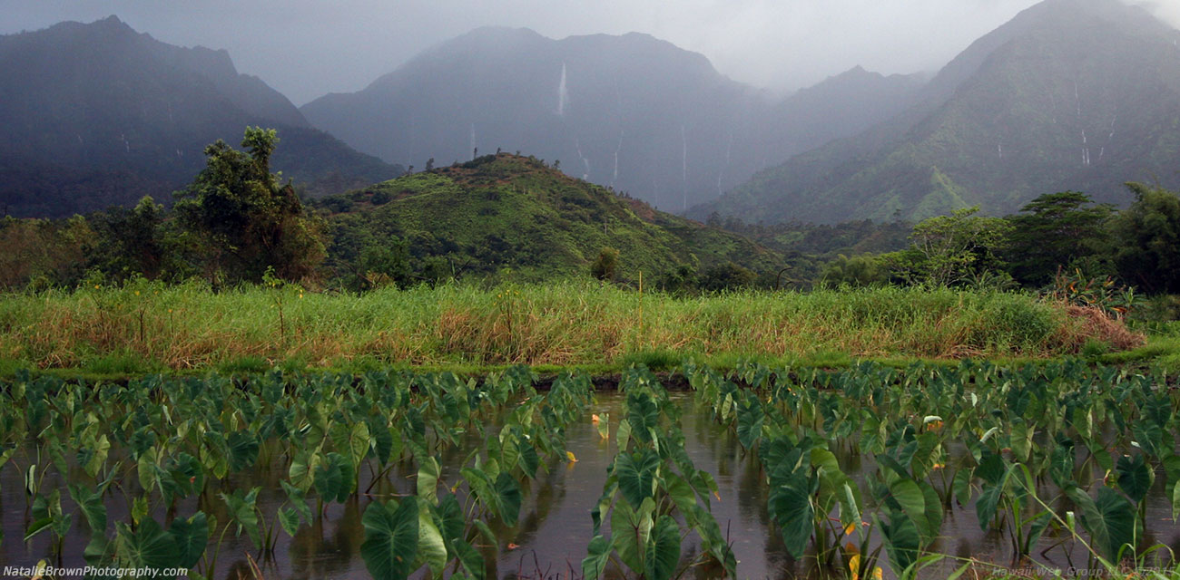 taro fields