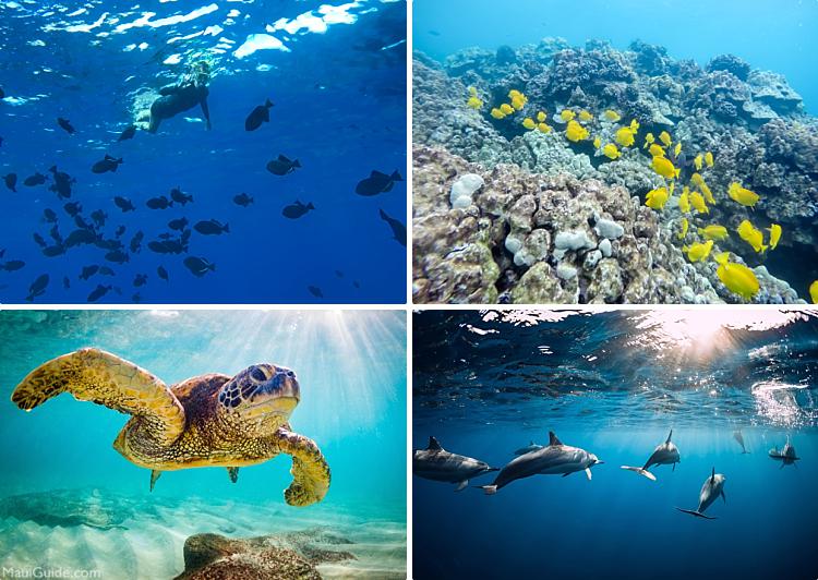 Maui Snorkeling Tips Sea Life