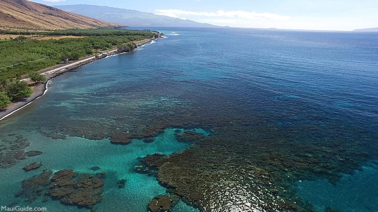 Maui Snorkeling Tips Reef