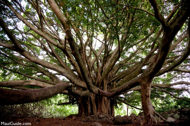 banyan tree