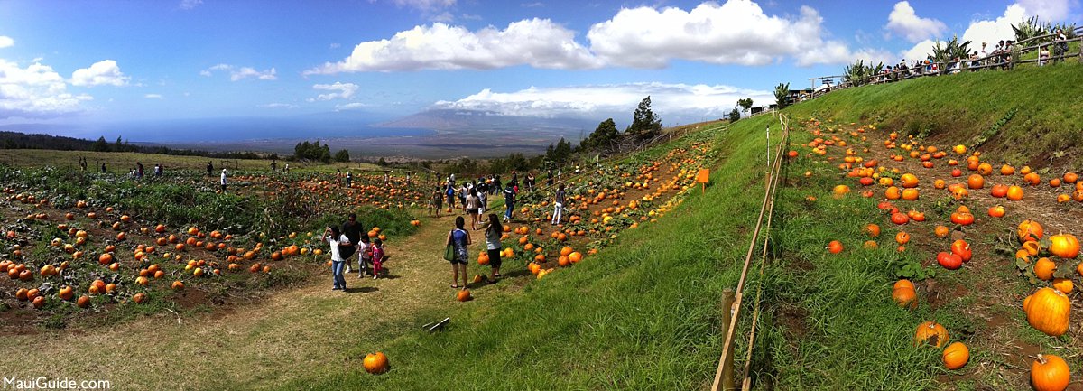 pumpkin patch