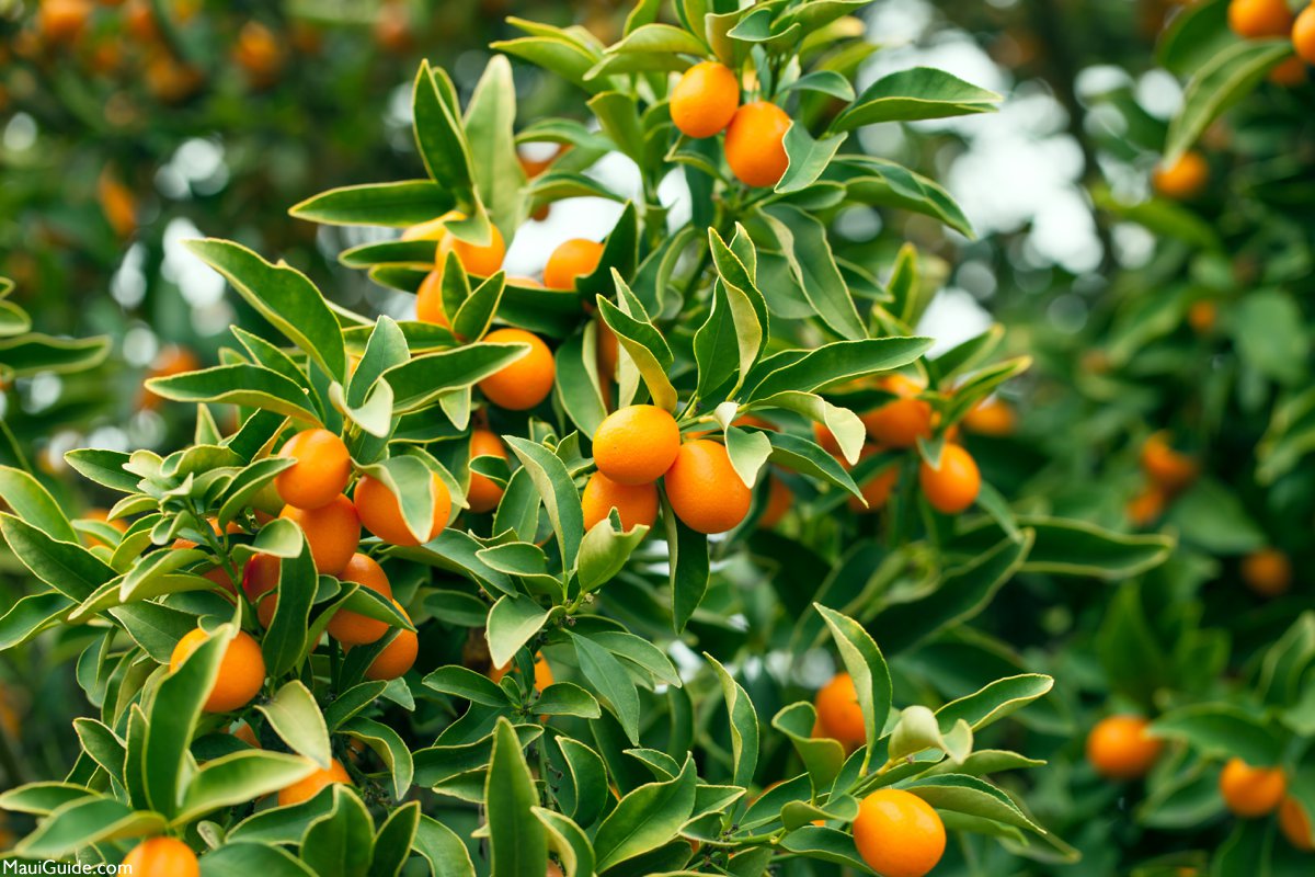 Kumquat in Maui