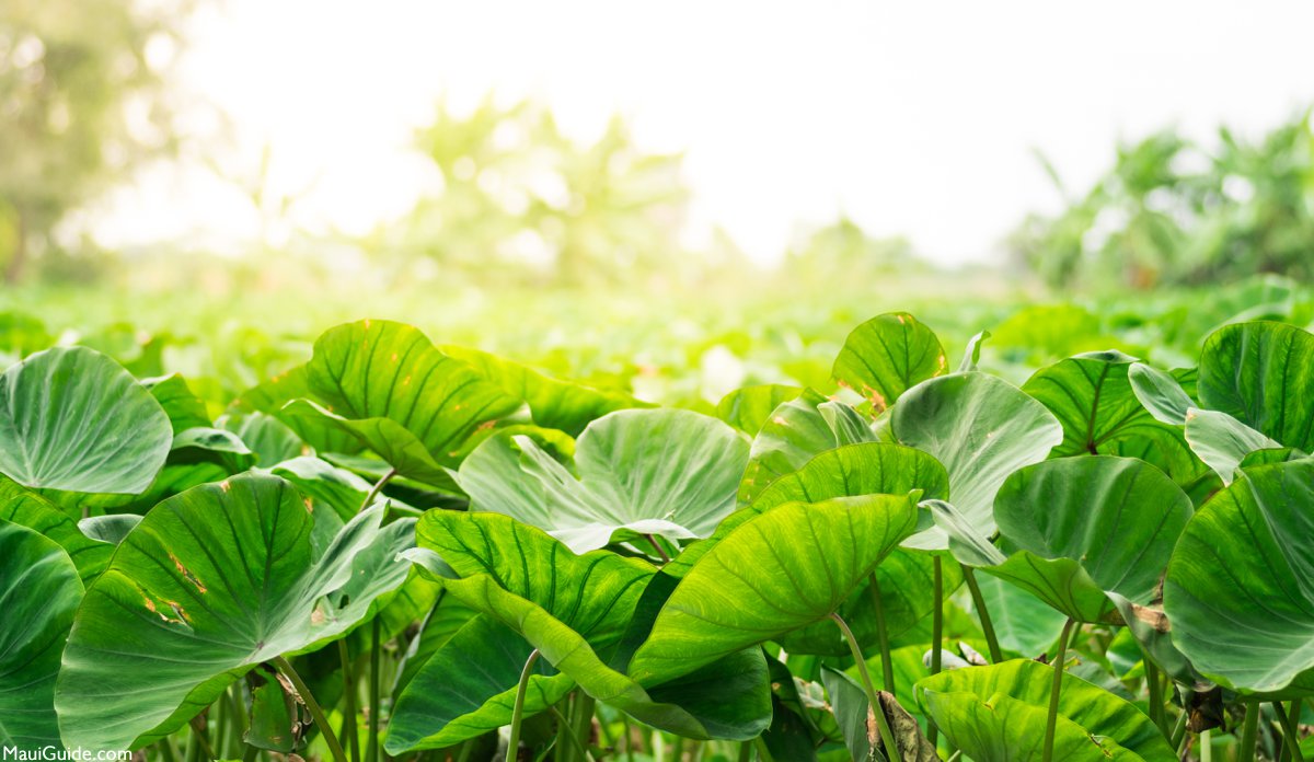 taro leaves