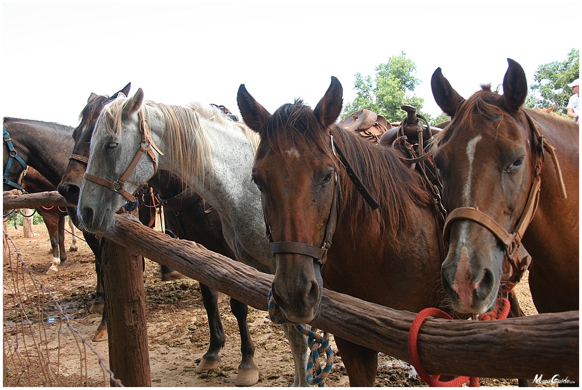 horseback riding maui tours