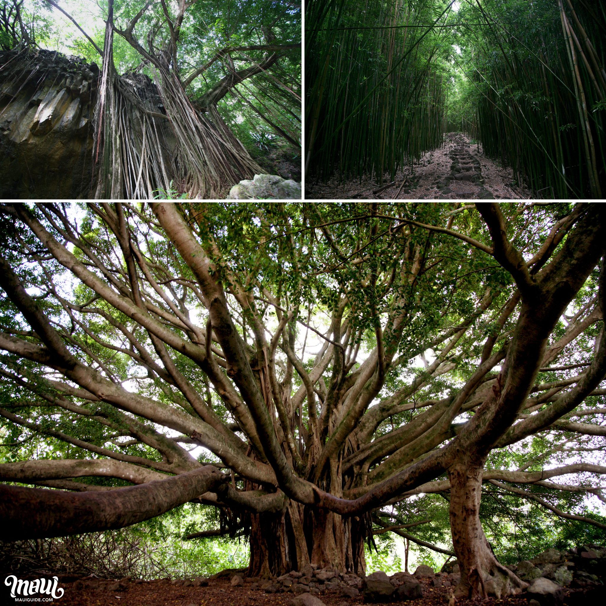 The Pools Of Oheo In Kipahulu | Seven Sacred Pools - Hana, Maui