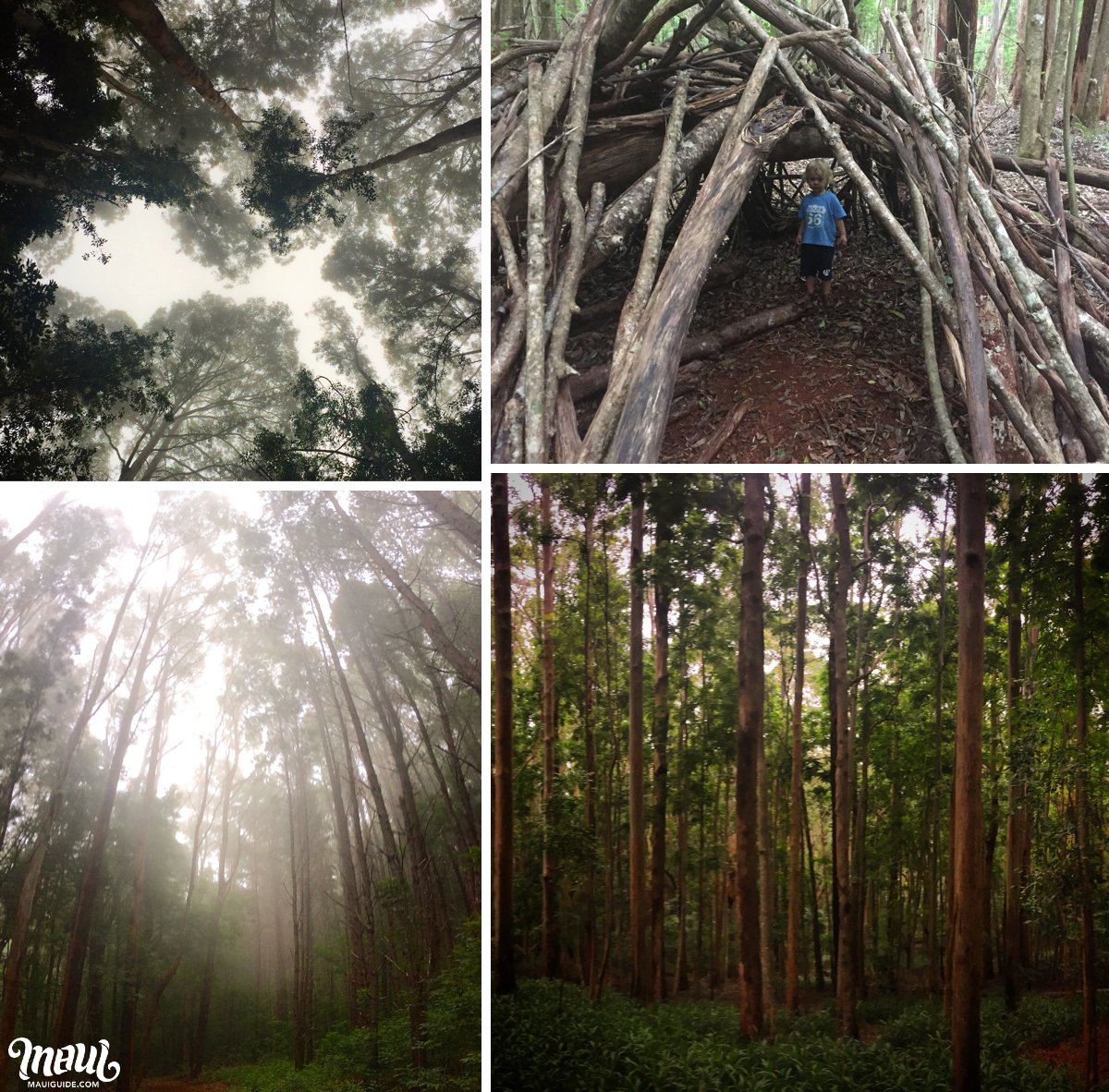 makawao forest