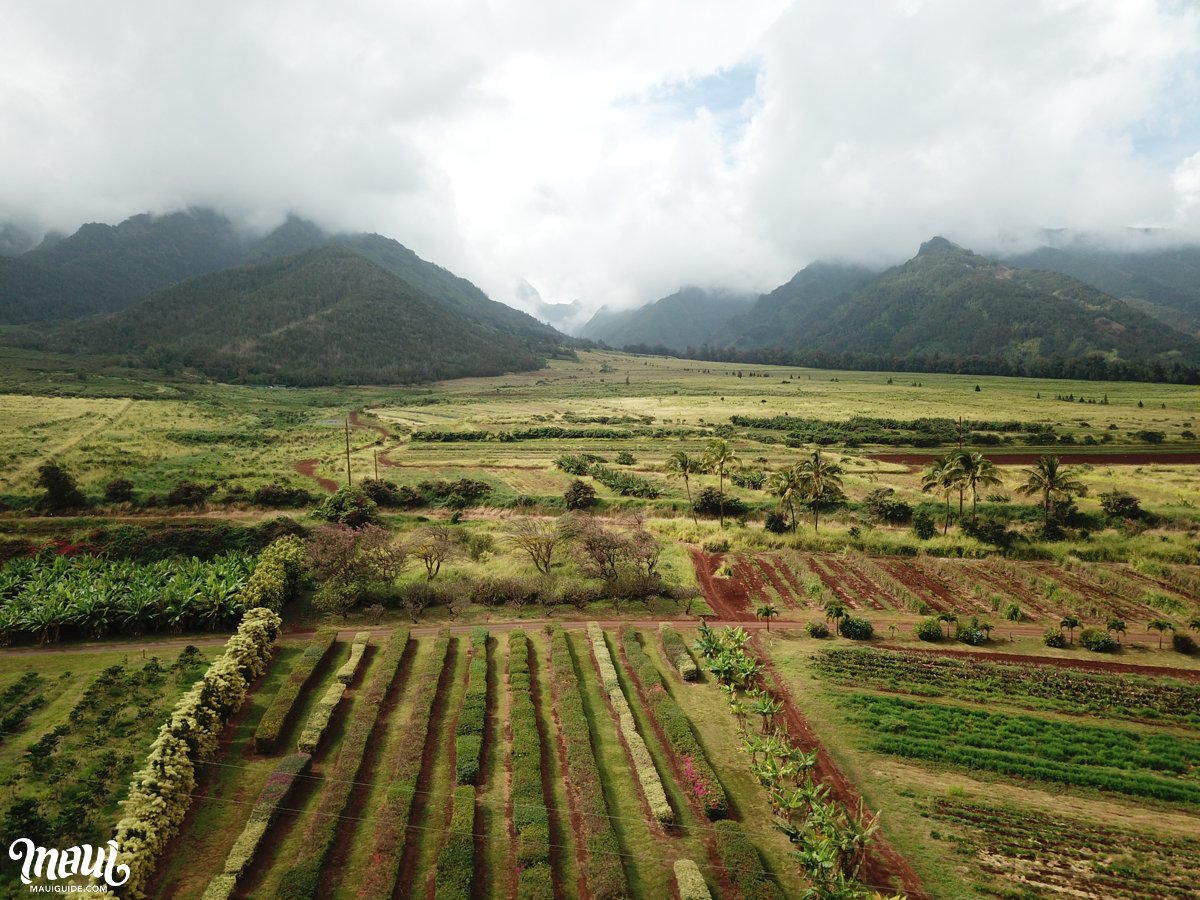 Maui Tropical farms