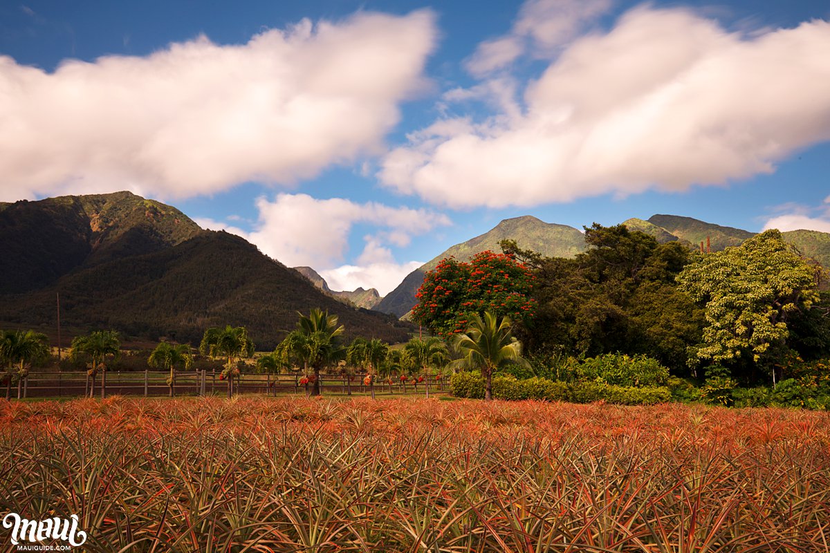 pineapple fields