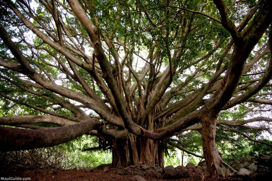 banyan tree Hana Maui