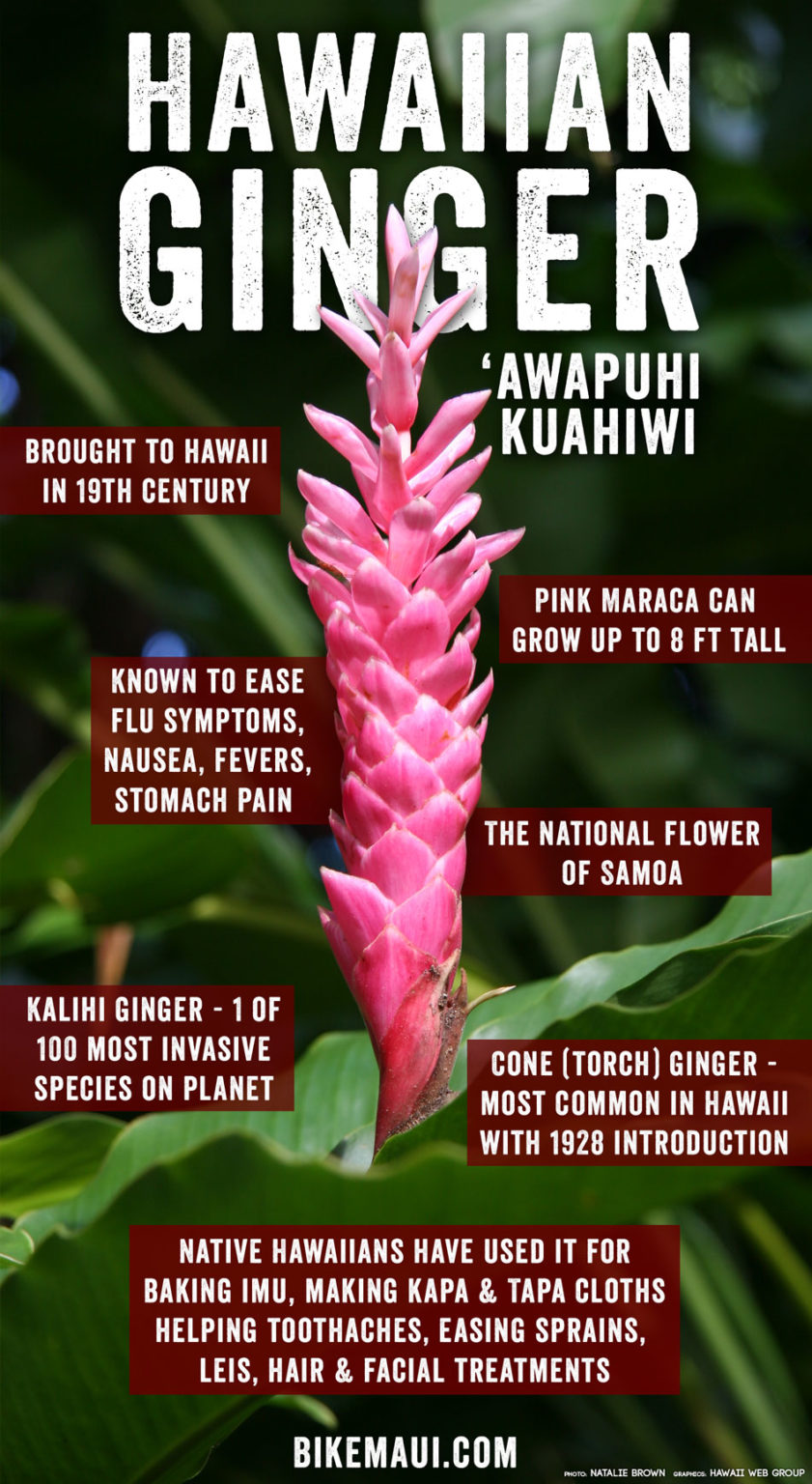 Hawaii Ginger Maui Plant Of The Month ‘awapuhi Kuahiwi