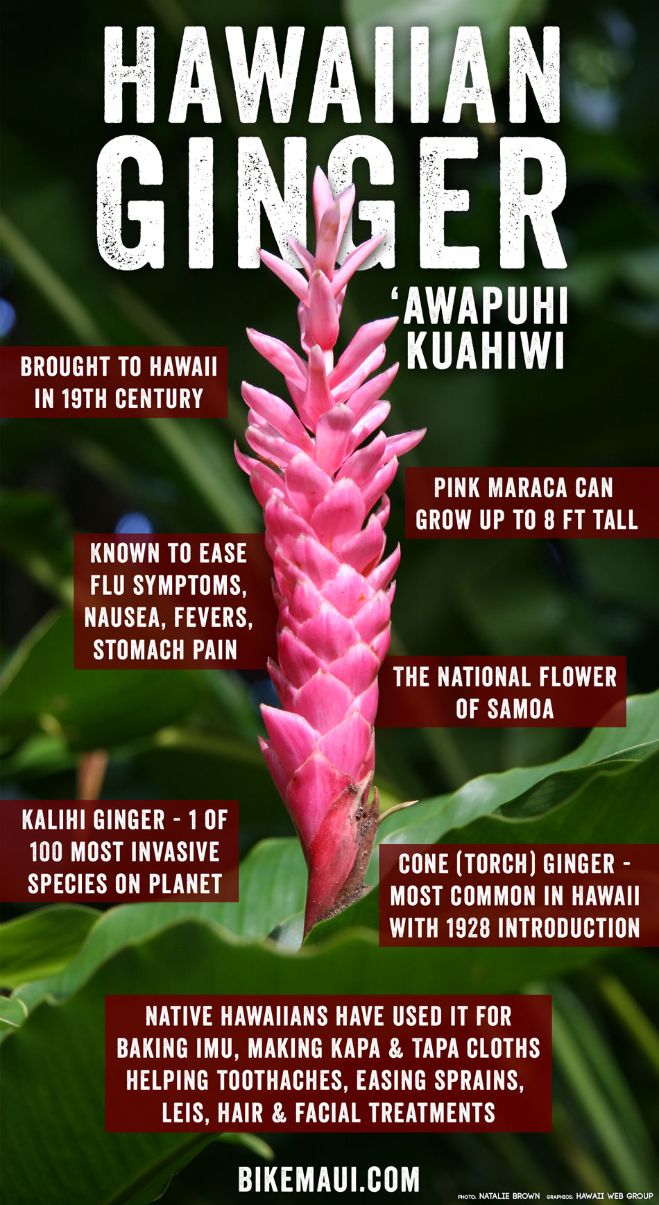 Hawaii Ginger Maui Plant Of The Month Awapuhi Kuahiwi