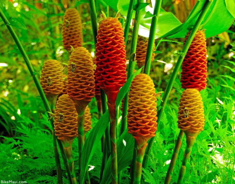 Hawaii Ginger Maui Plant of the Month ‘awapuhi kuahiwi