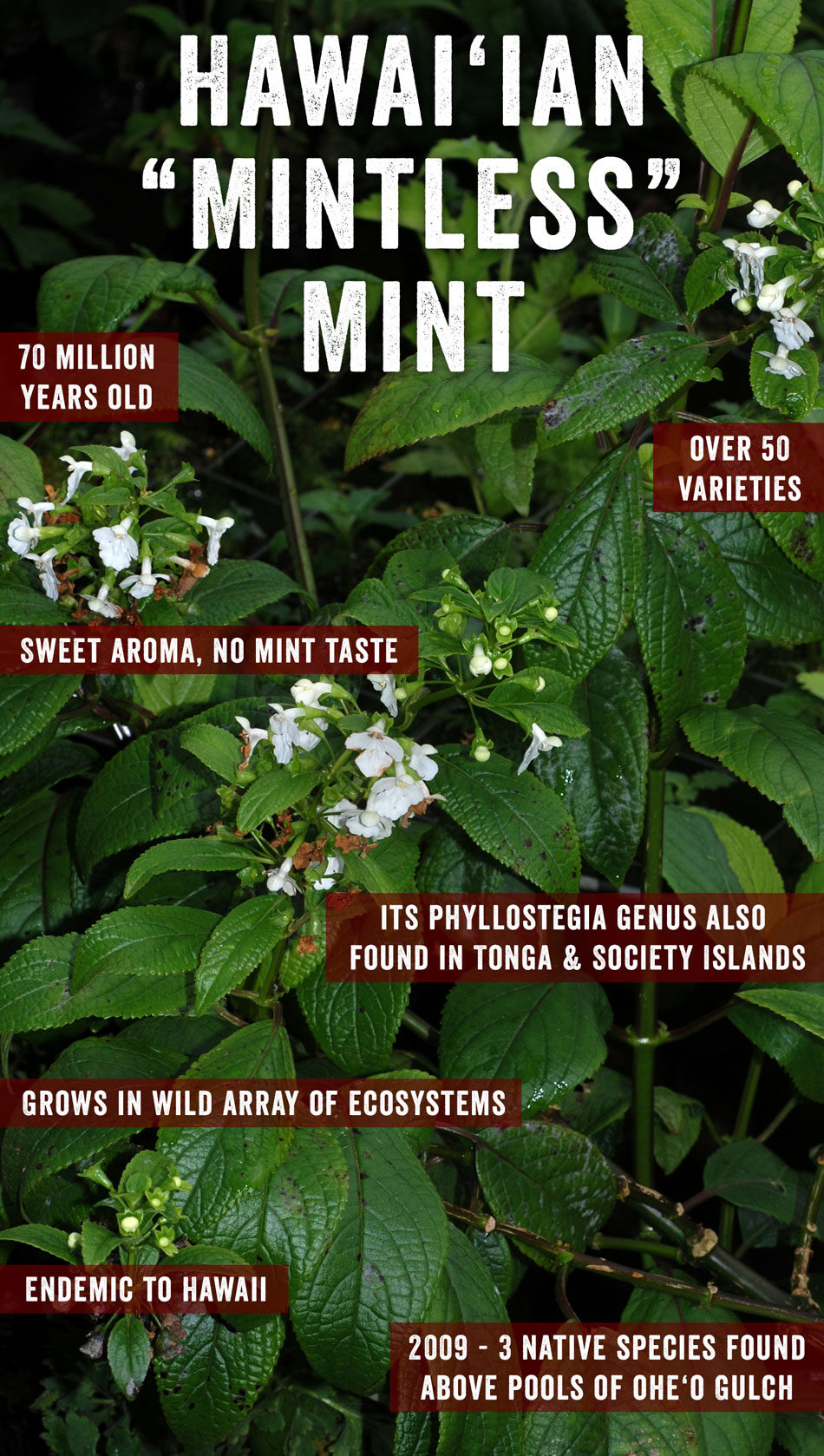 hawaiian mintless mint
