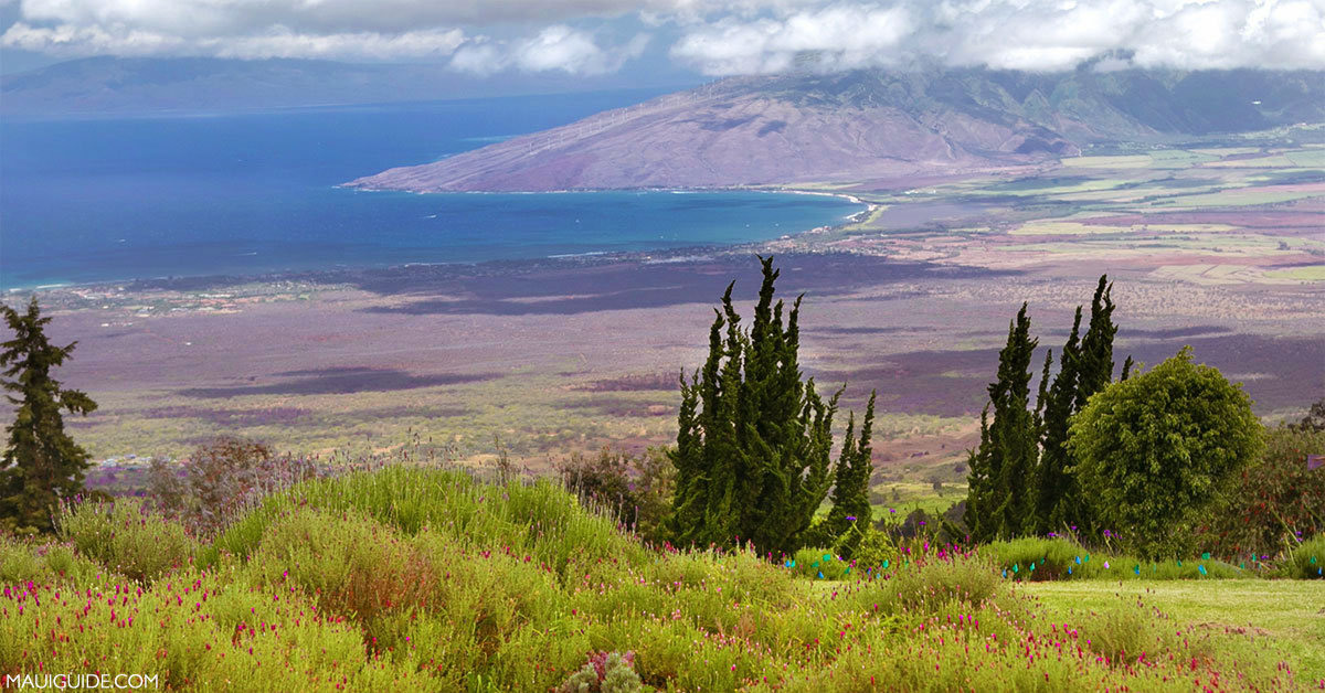 Ali’i Kula Lavender Farm: The Experience