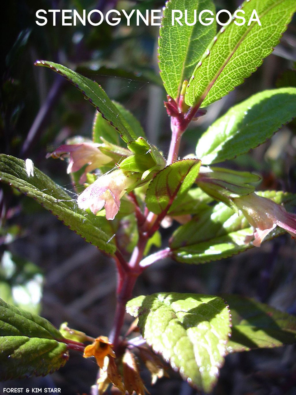 stenogyne rugosa