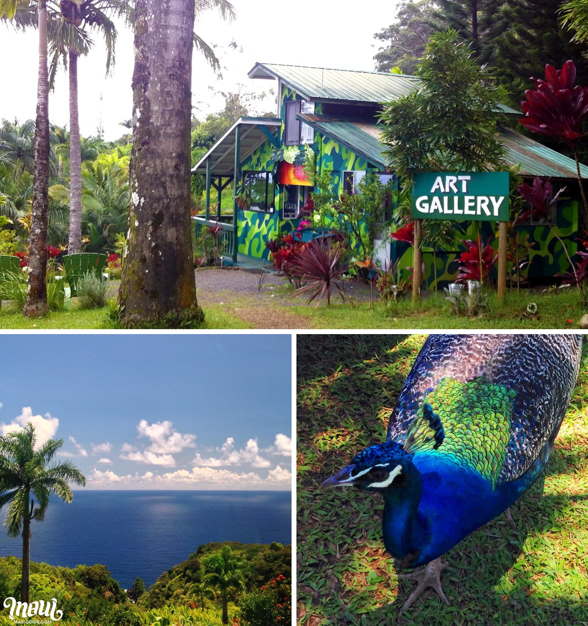 Art Gallery and Peacock