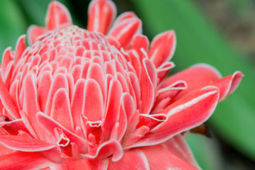red torch ginger