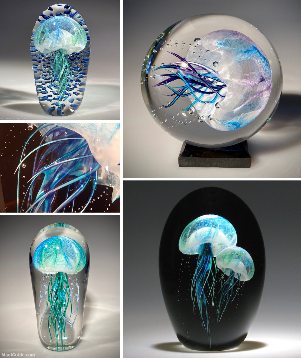 Maui jellyfish