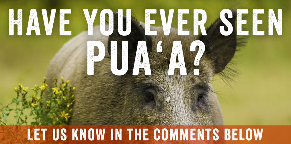 feral pig comments